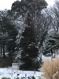 雪が積もった植物園