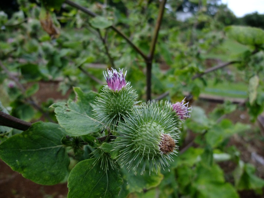 ゴボウ | 日本大学薬学部 薬用植物園
